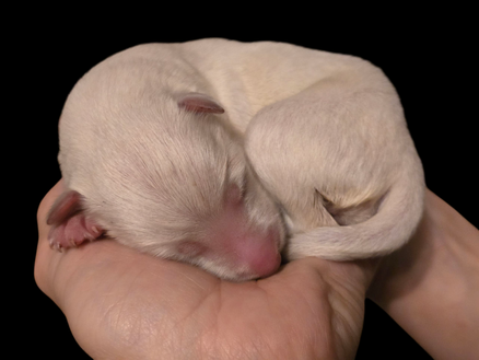 pup zwitserse Wiite herder van 2 dagen oud.