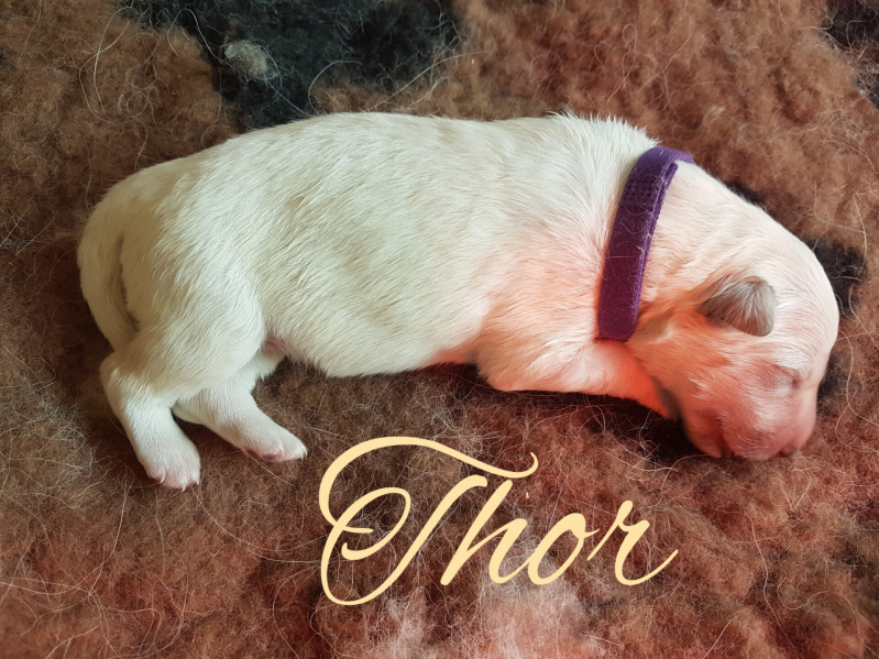 Zwitserse Witte Herder pup