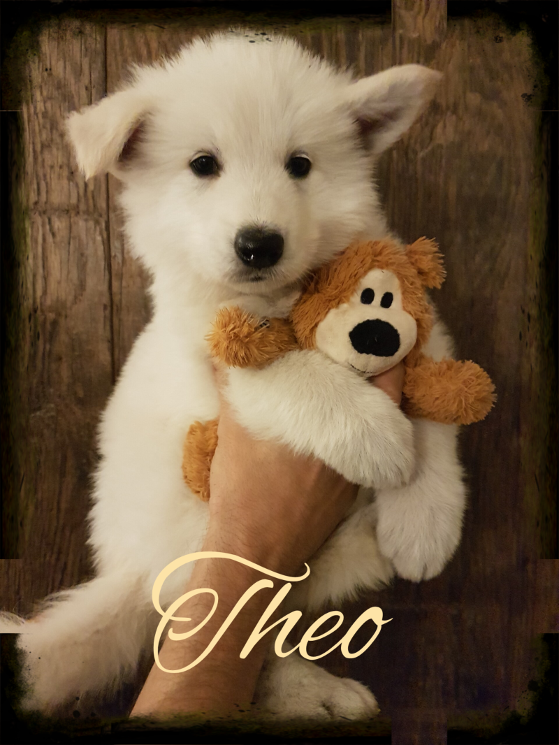 Zwitserse Witte Herder pup