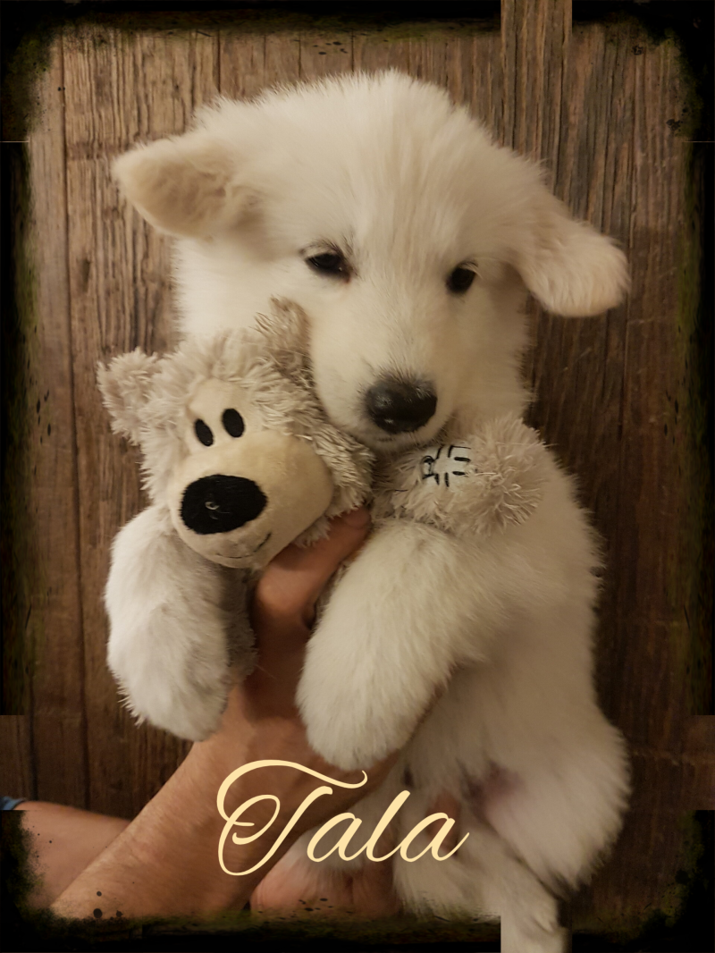 Zwitserse Witte Herder pup