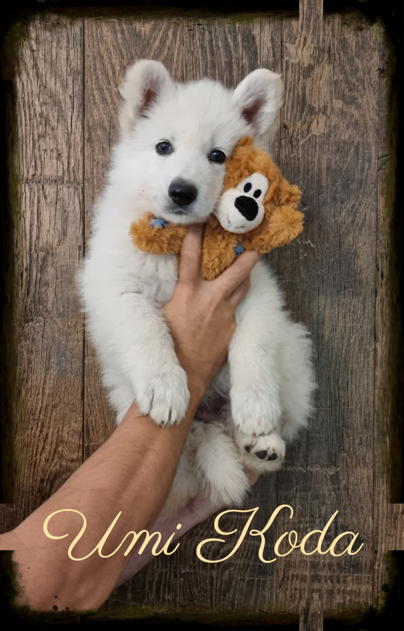 Zwitserse Witte Herder pup