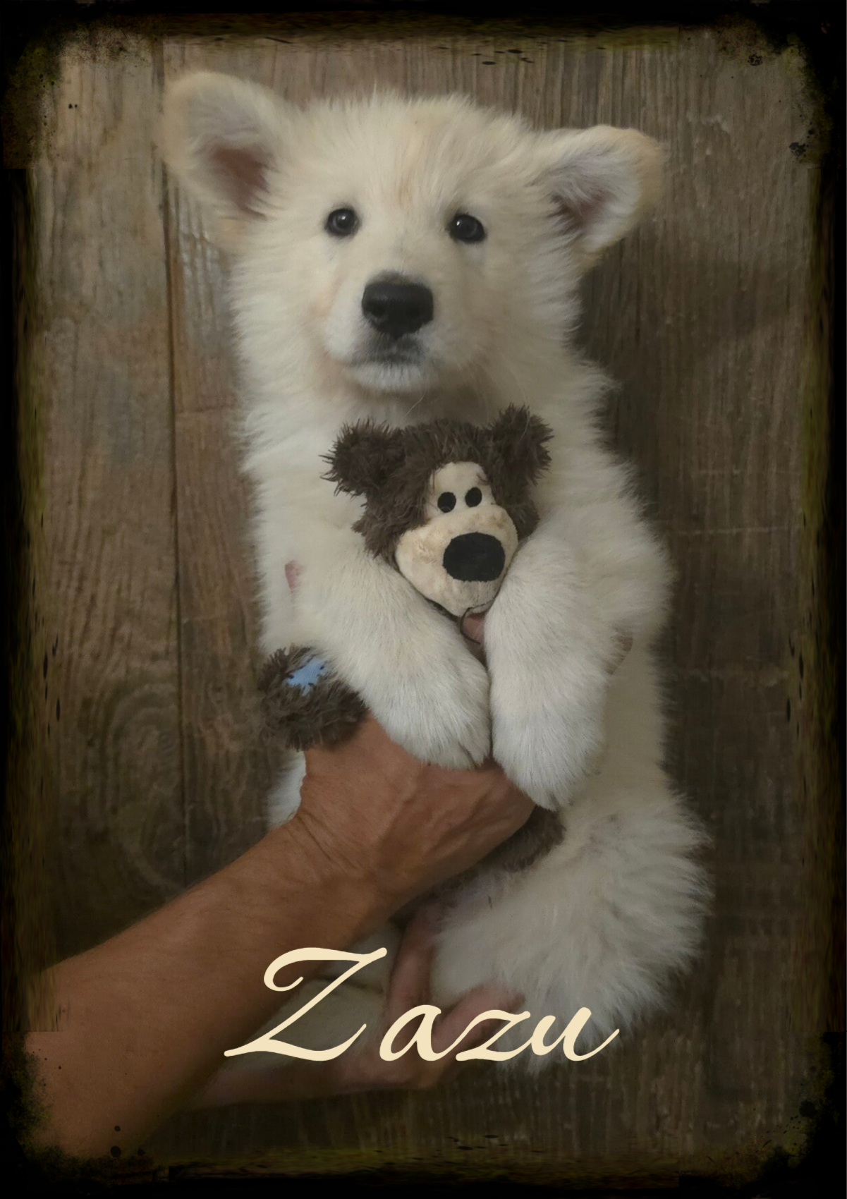 Zazu