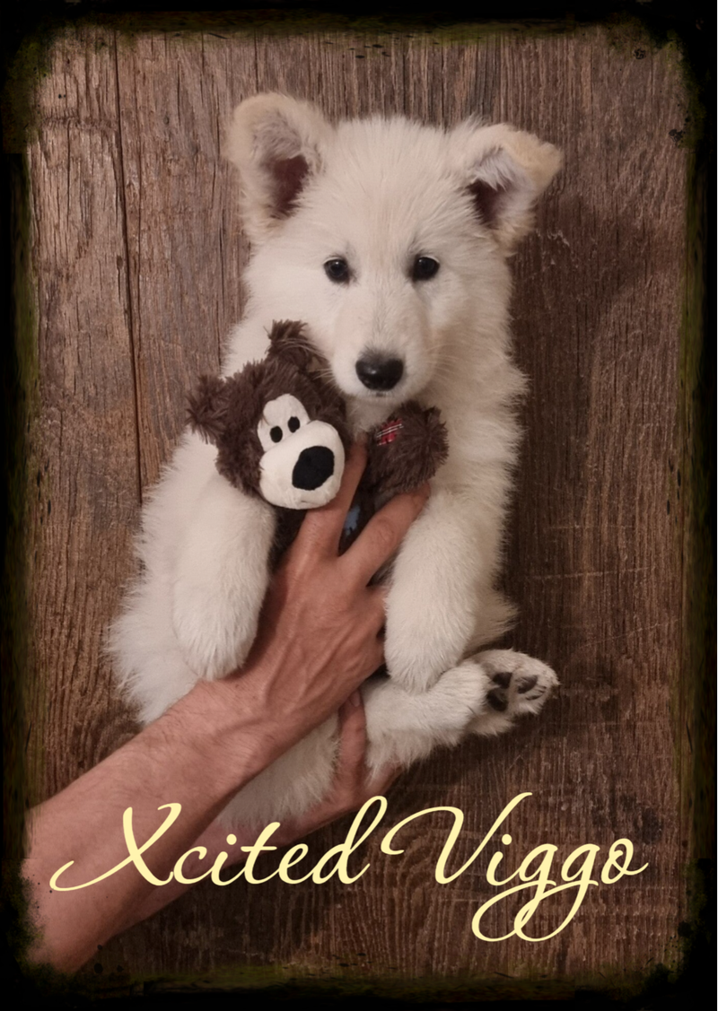 Xcited Viggo