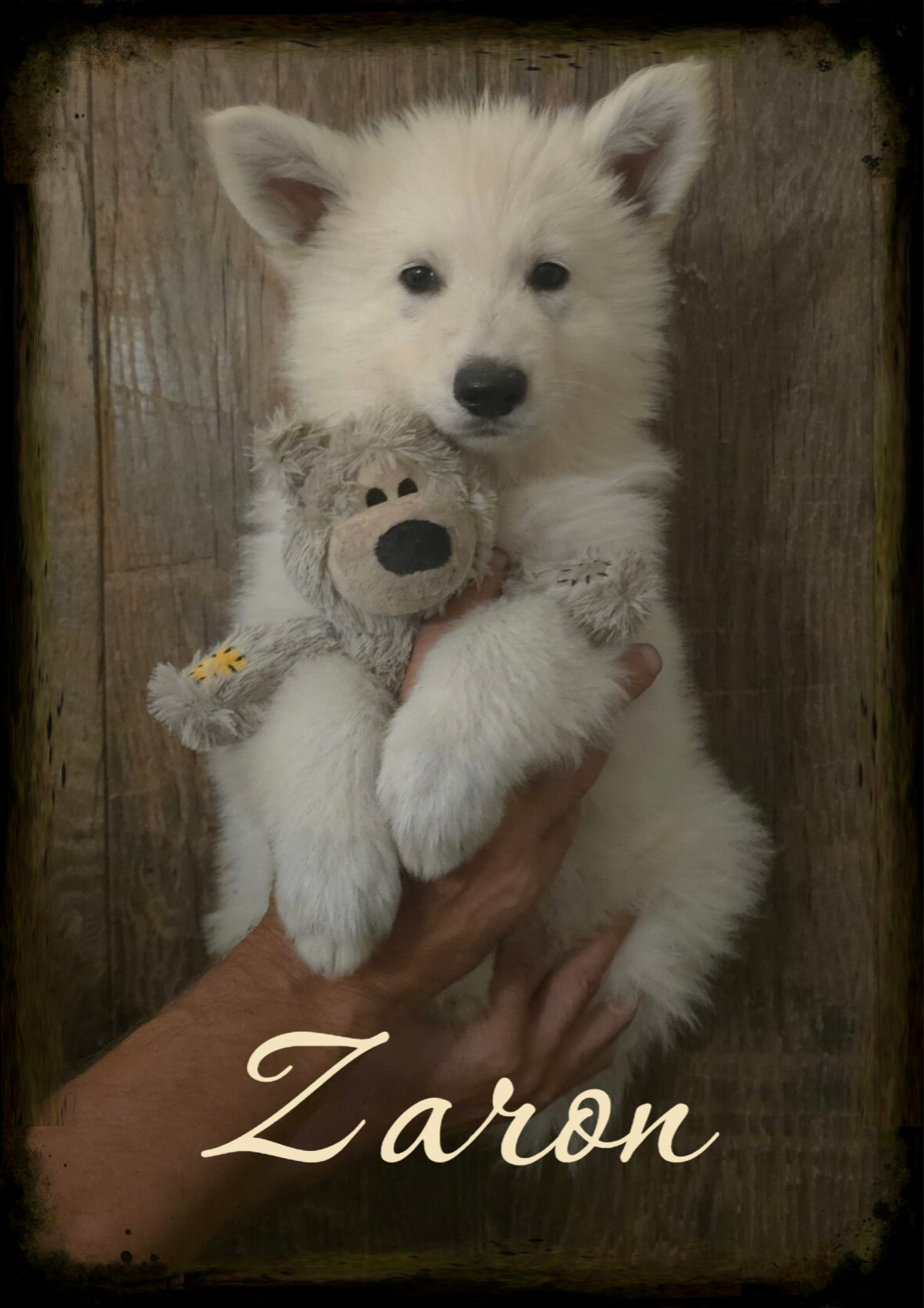 Zaron