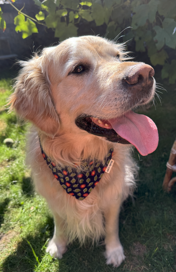 Bandana groot