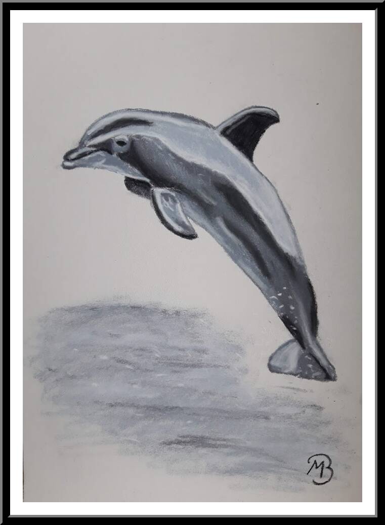 Dolfijn