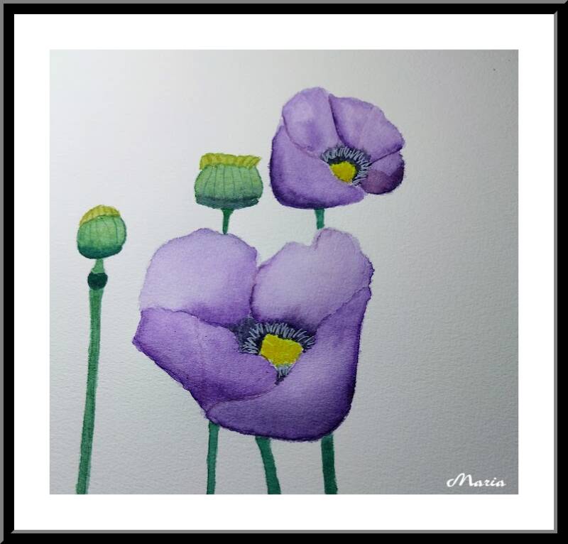 Aquarel: Papavers