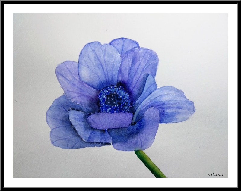 Aquarel: Anemoon