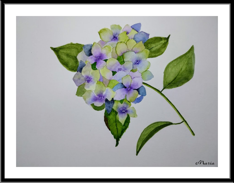 Hortensia