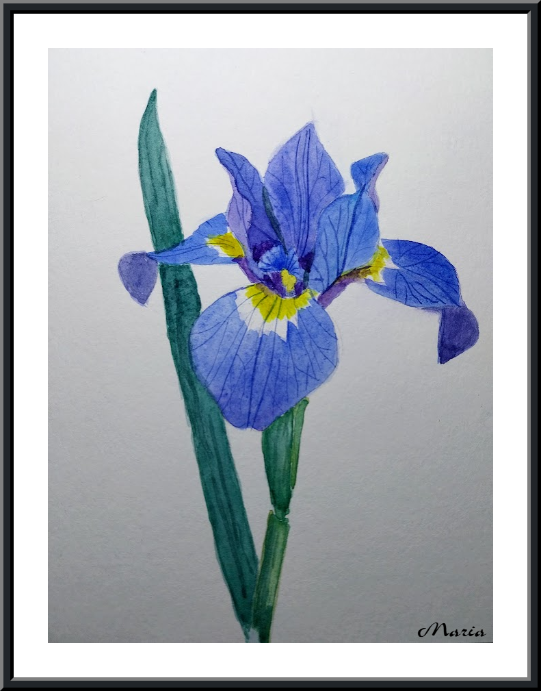 Aquarel: Iris