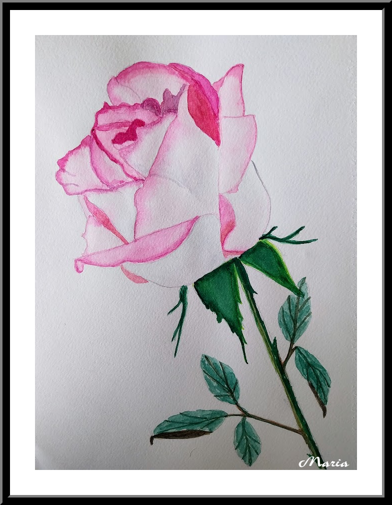 Aquarel: Roos