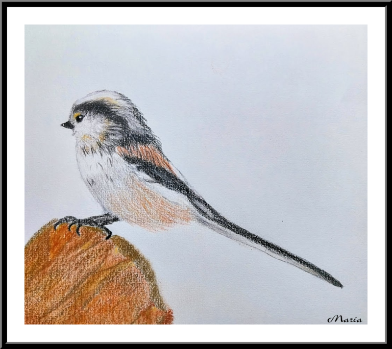 Kleurpotlood: Staartmees