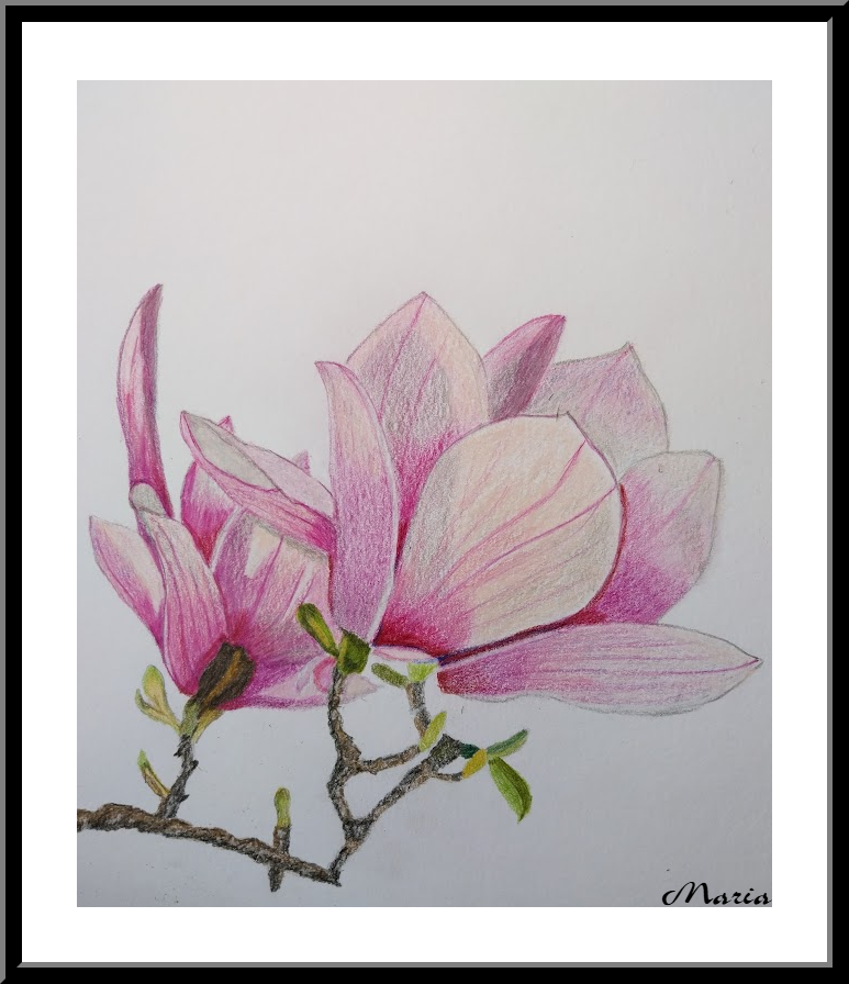 Kleurpotlood: Magnolia