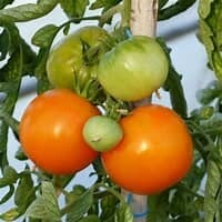 Orange du var