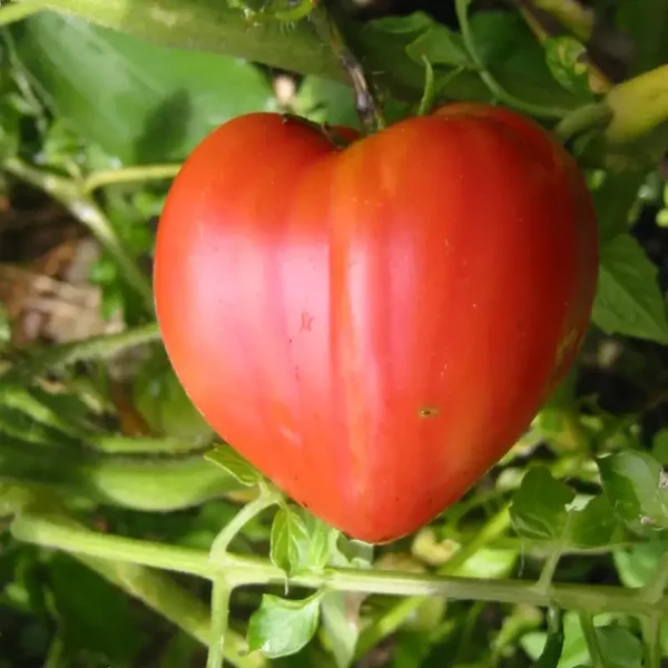 Coeur de Boeuf