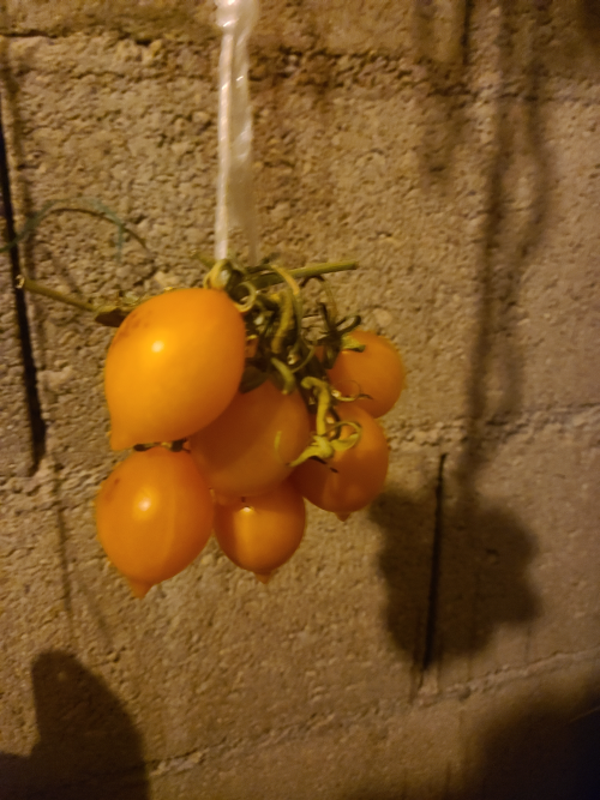 Graines de tomates VESUVIO ROUGE ou JAUNE