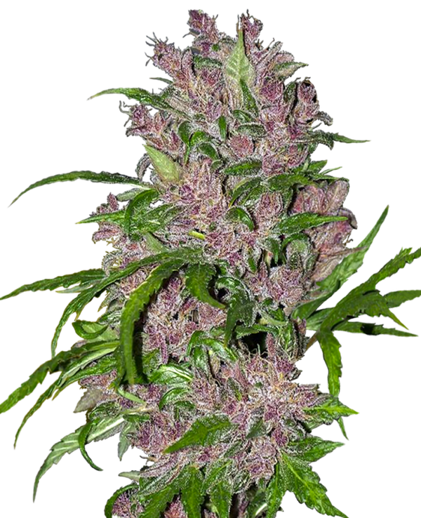 Sensi Seeds Hanfsamen Purple Bud Automatic 3 Samen