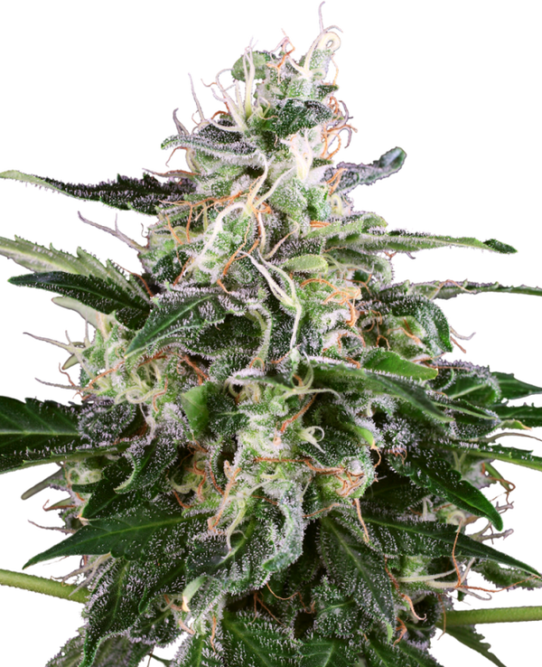 Sensi Seeds Hanfsamen White Skunk Automatic 3 Samen