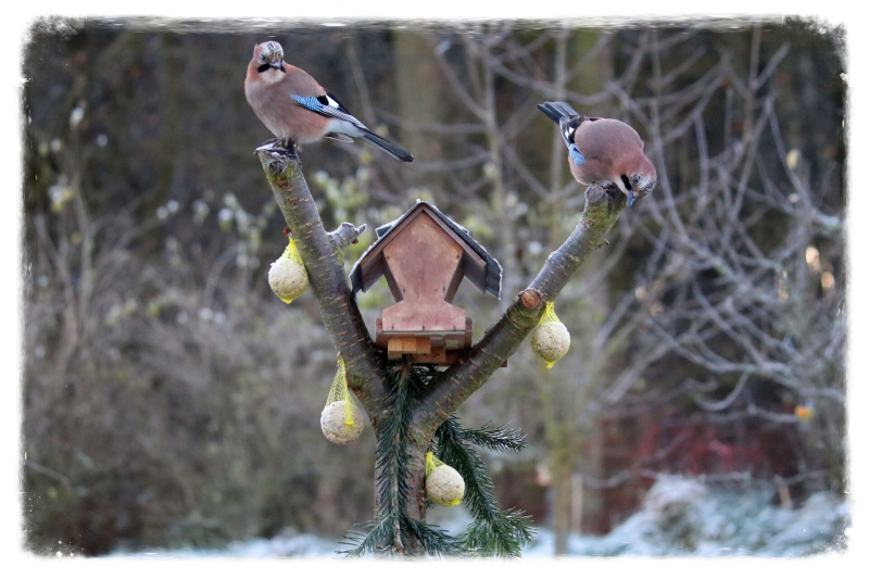 zwei Häher am Futterhaus
