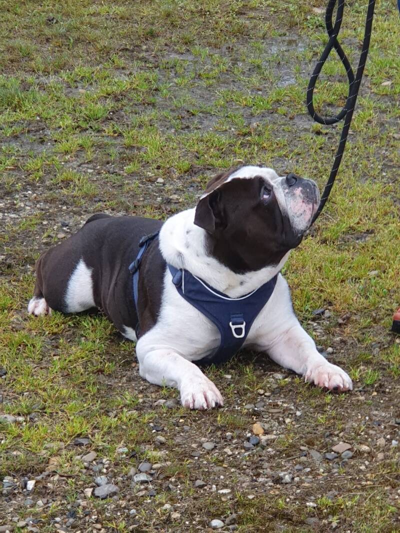 Bouledogue continental noir et blanc