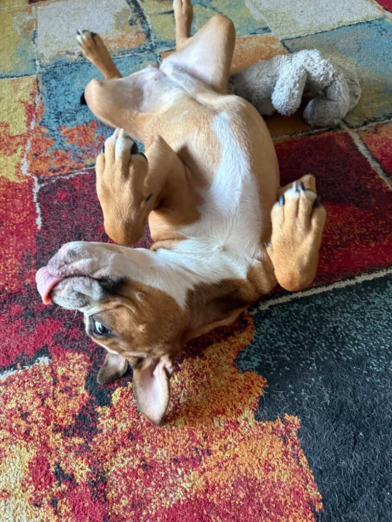 Chiot mignon bouledogue continental 