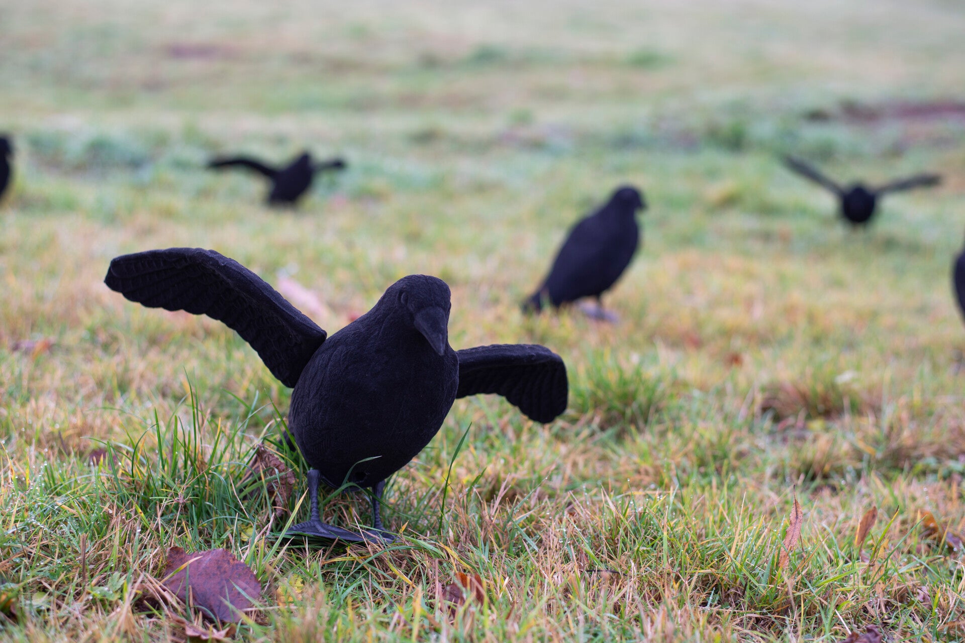 Forme floquée avec ailes - Corvidés