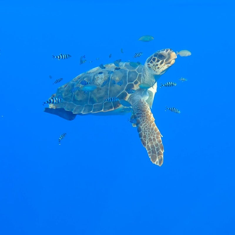 tartaruga marina