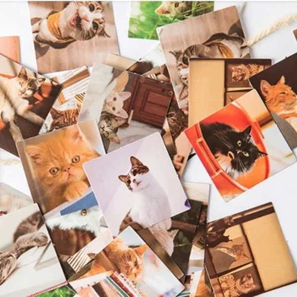 Stickerdoosje | Stickers met poezenfoto's