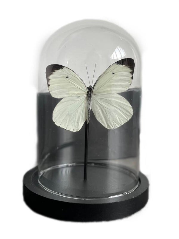 Exclusieve Vlinder in Stolp Decoratie