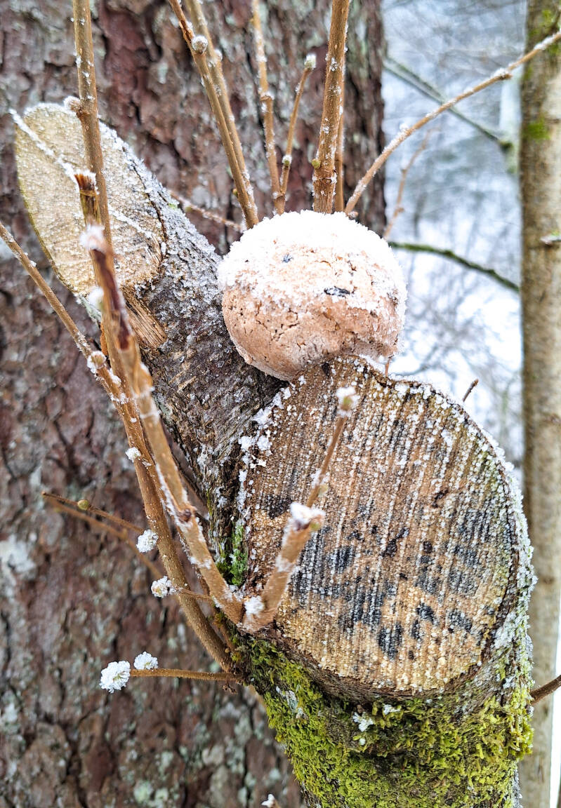 20260124_140338-standard.jpg