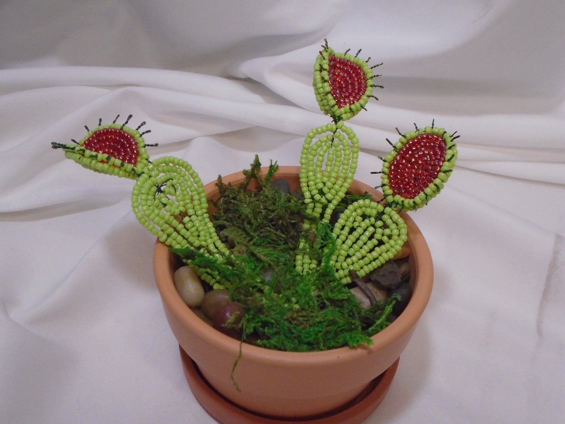 Venus fly trap pot