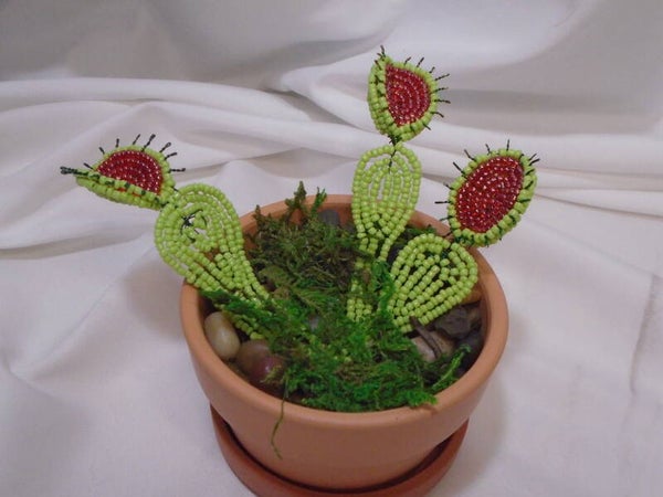 Venus fly trap pot