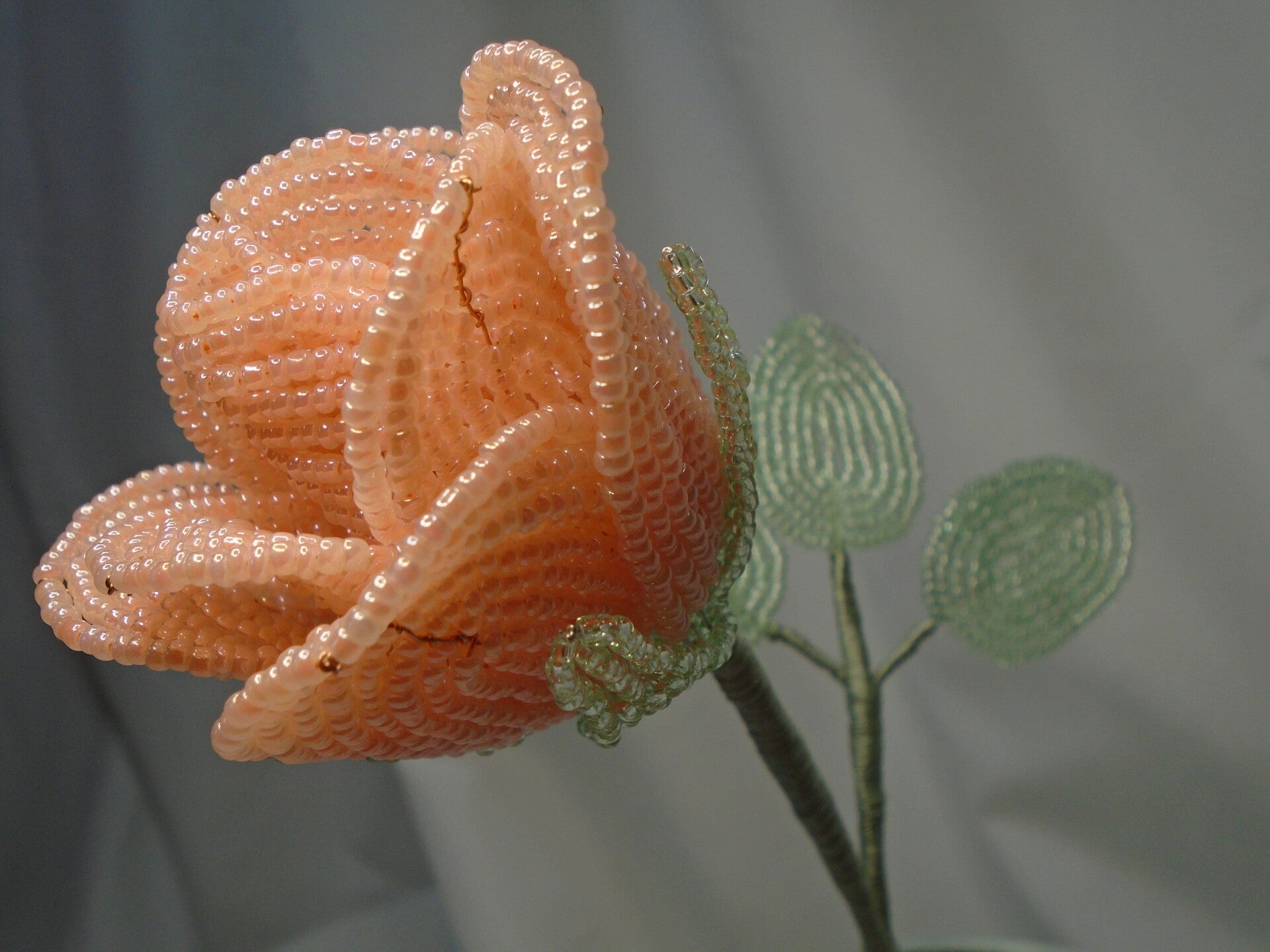 Peach single stem rose