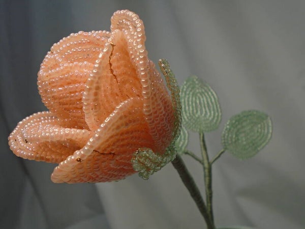 Peach single stem rose
