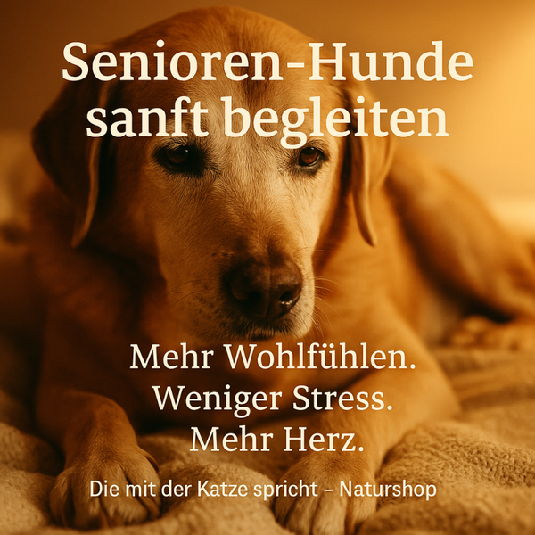 Senioren-Hunde sanft begleiten – Mini-Kurs für mehr Lebensqualität im Alter