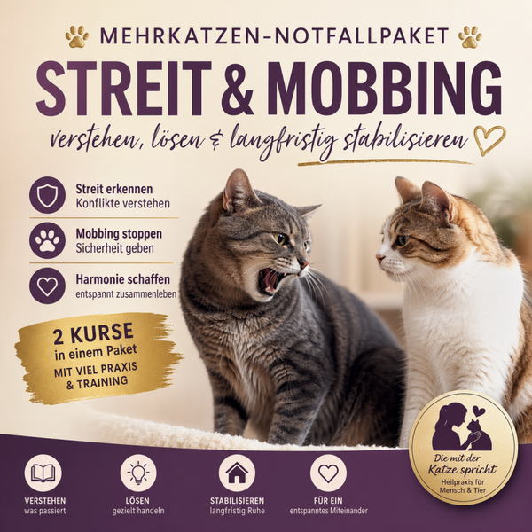 Mehrkatzen-Notfallpaket: Streit & Mobbing lösen 👉 Soforthilfe für ein entspanntes Zusammenleben deiner Katzen