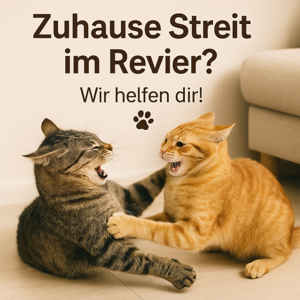 Mini-Kurs: Stress & Revierkonflikte bei Katzen – Ursachen, Lösungen & Tipps für den Mehrkatzenhaushalt