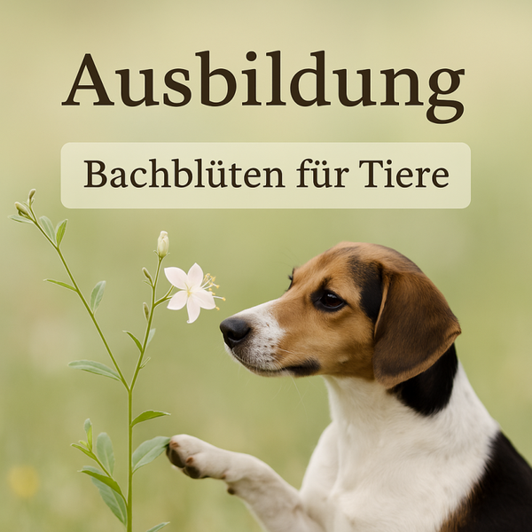 Online-Ausbildung Bachblüten für Tiere | Mit Zertifikat