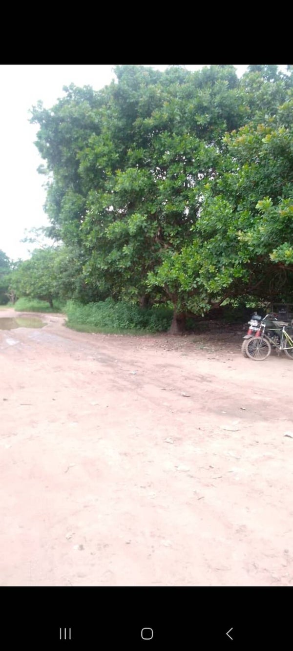 Land naast de Vruchtbare Cashewbomen Jalangbang