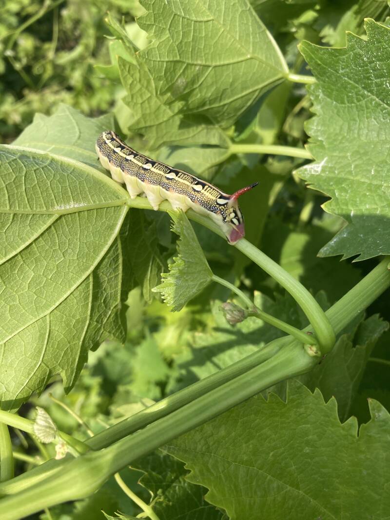 Chenille de Sphinx rayé