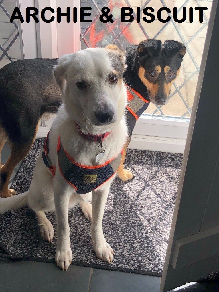 Small Dog Rescue & Rehome