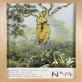 n14-standard-zo0irl.jpg