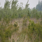 P5194060-1.jpg
