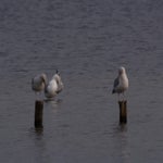PB054764.jpg