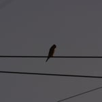PB234804-1.jpg