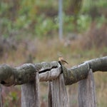 P9030009-1.jpg