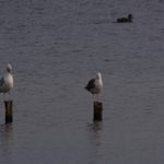 PB054765.jpg