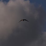 PB234799-1.jpg
