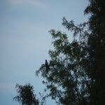 P5280084.jpg