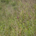 P5194063-1.jpg